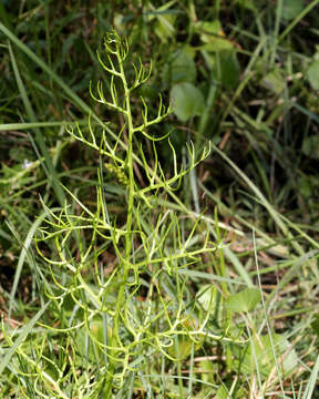 Image of antlerfern