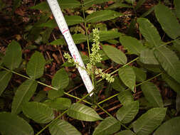 Image of Zanthoxylum deremense (Engl.) J. O. Kokwaro