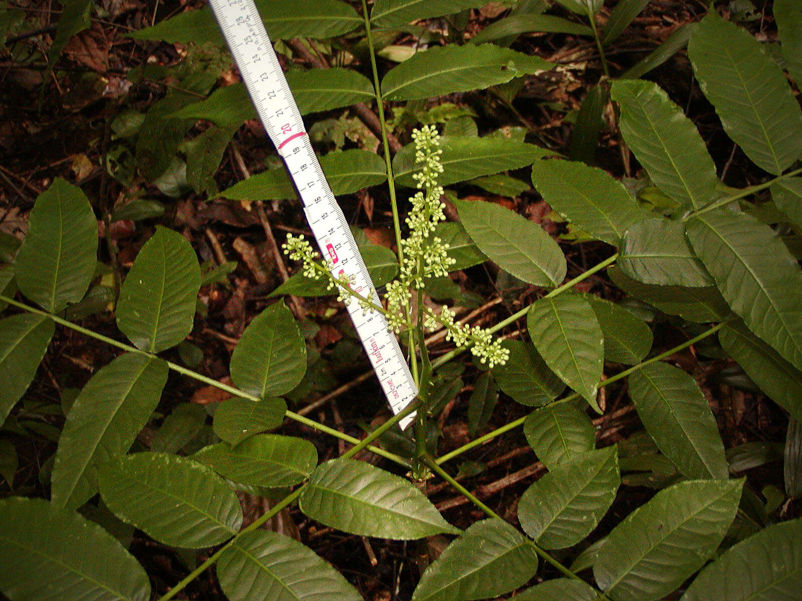 Image of Zanthoxylum deremense (Engl.) J. O. Kokwaro