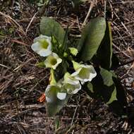 Imagem de Odontadenia lutea (Vell. Conc.) Markgr.