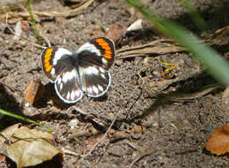 Image of Colotis euippe (Linnaeus 1758)