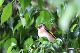 Carduelis carduelis parva Tschusi 1901的圖片