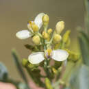 Image of Comesperma pallidum L. Pedley