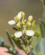 Image of Comesperma pallidum L. Pedley