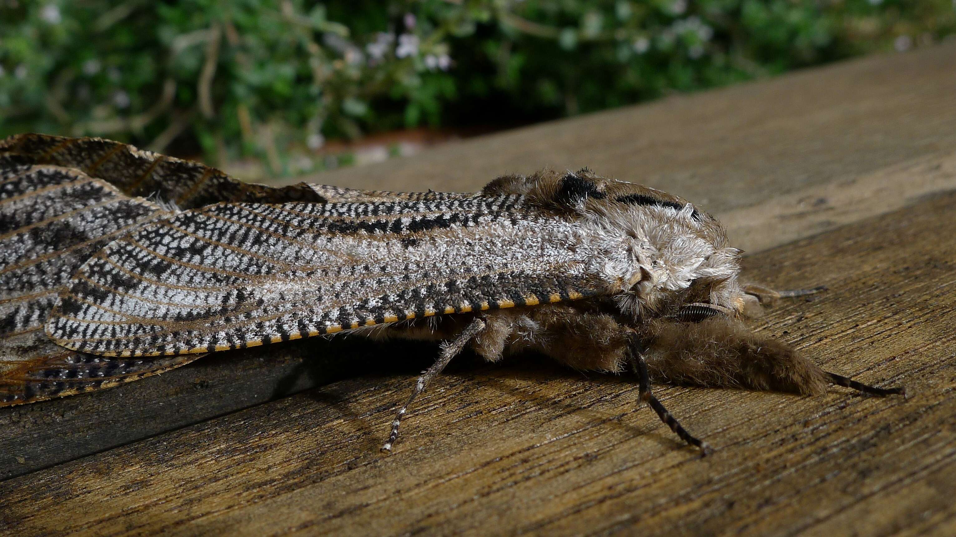 Endoxyla lituratus resmi