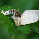 Image of Antheua simplex spurcata