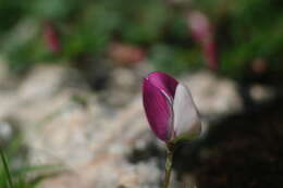 Image of restharrow