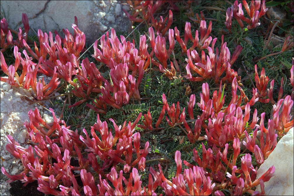 Image of Astragalus monspessulanus subsp. illyricus (Bernh.) Chater