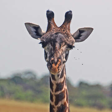 Image of Giraffe