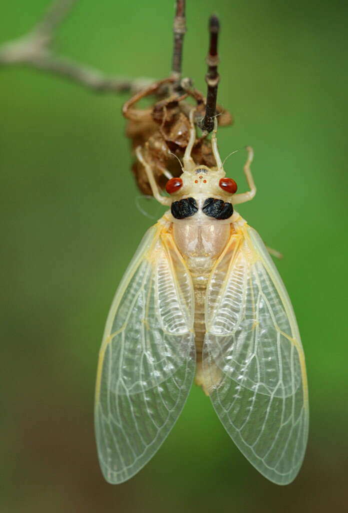 Image of Cicadas, Leafhoppers, and Treehoppers