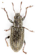 Image of Pea Leaf Weevil