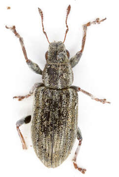 Image of Pea Leaf Weevil