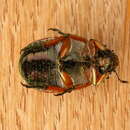 Image of Emerald Tip Beetle