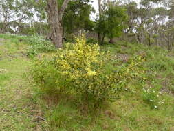 Слика од Acacia longifolia subsp. sophorae (Labill.) Court