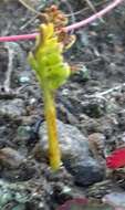 Image of reflected grapefern