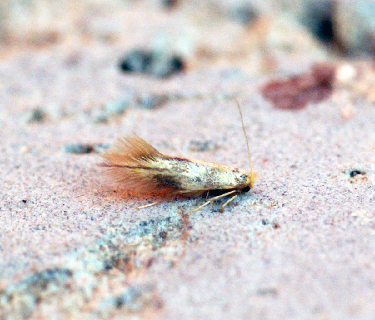Image of ribbed cocoon-maker moths