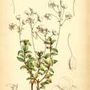 Image of Lyall's Speedwell