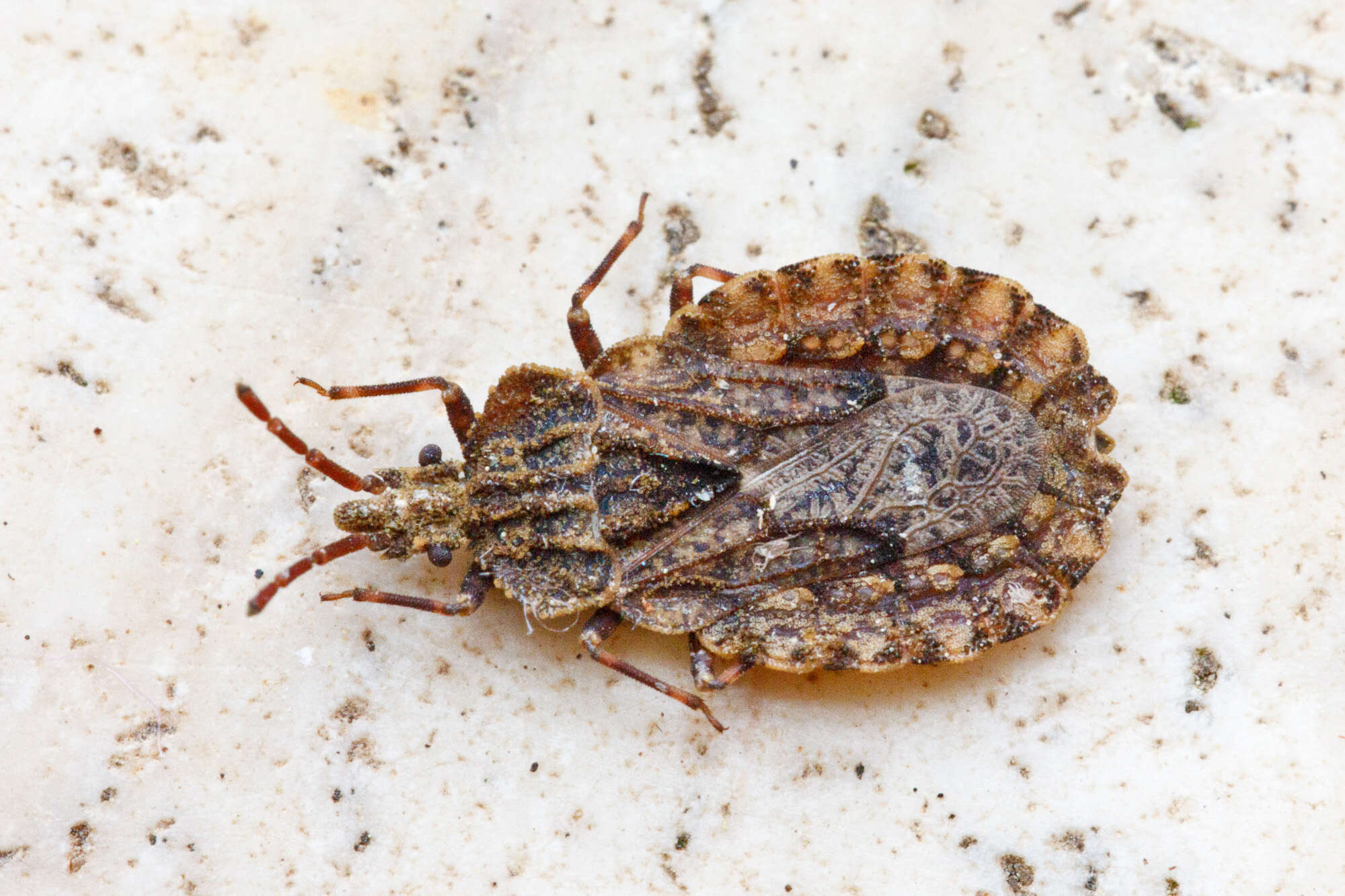 Image of Insecta