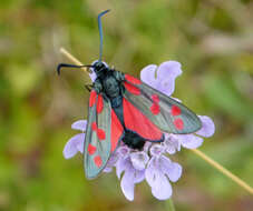 Image of six-spot burnet