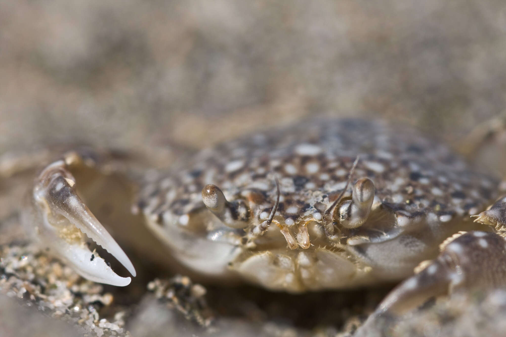 Image de Carcinidae MacLeay 1838