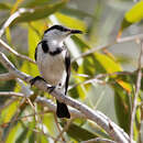 Image of Banded Honeyeater