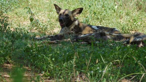 Image of African Wild Dog