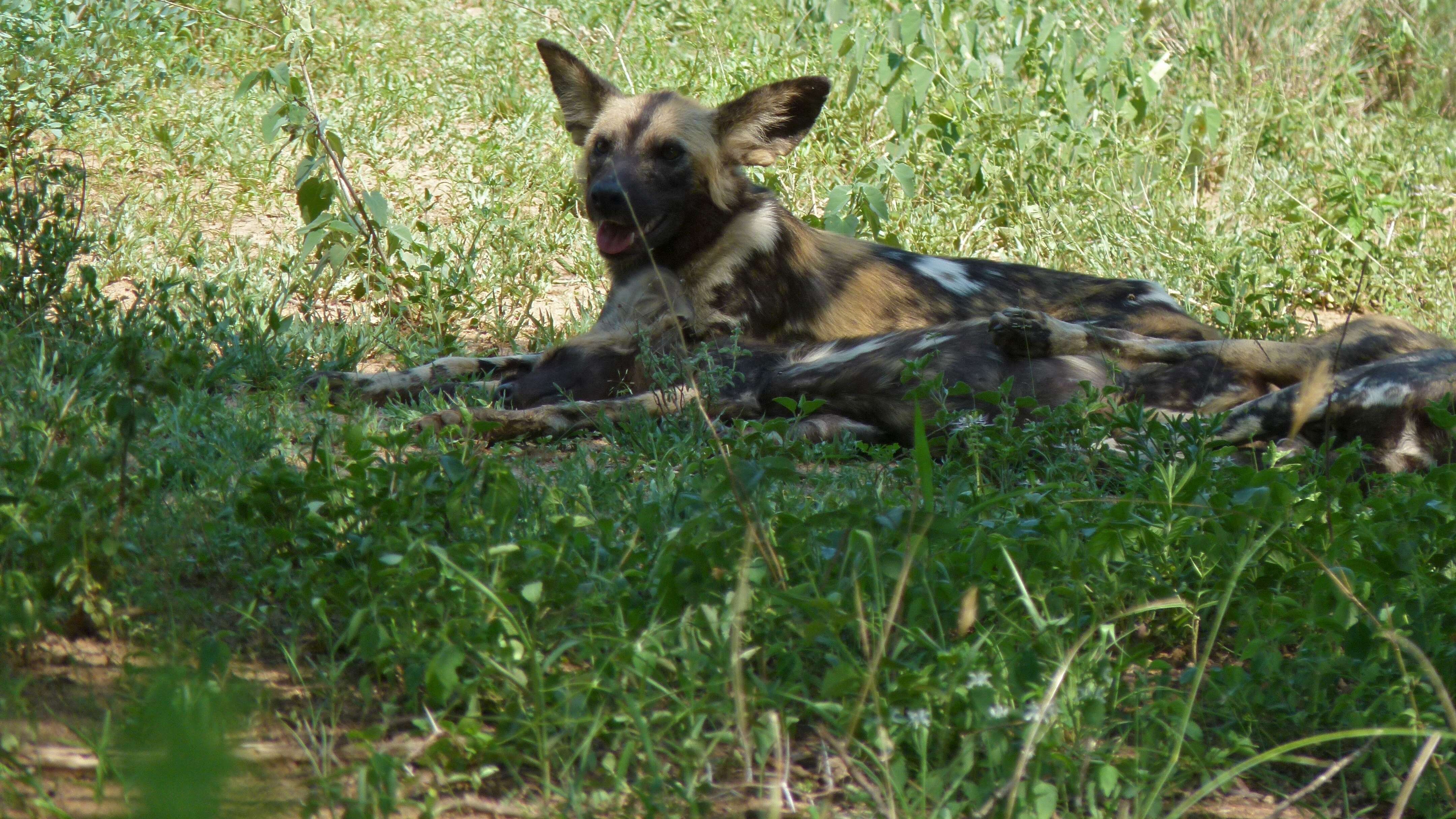 Image of African Wild Dog
