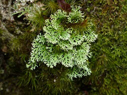 Image of Sphaerophoraceae
