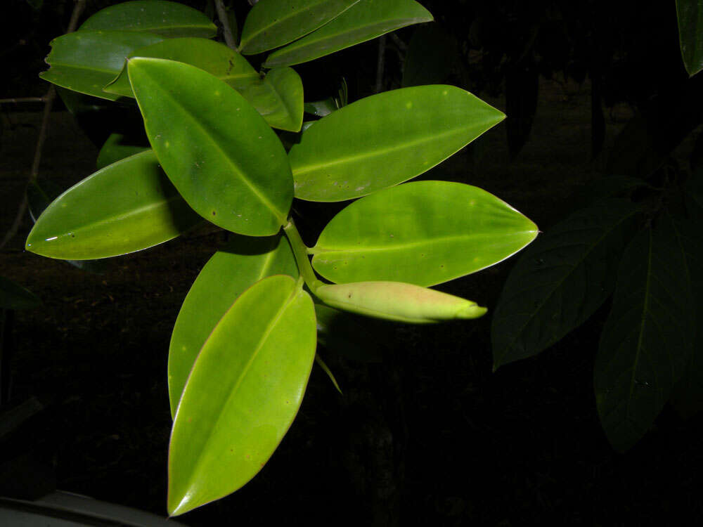 Image of Sarcopera sessiliflora (Triana & Planch.) H. G. Bedell