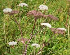 Image of angelica