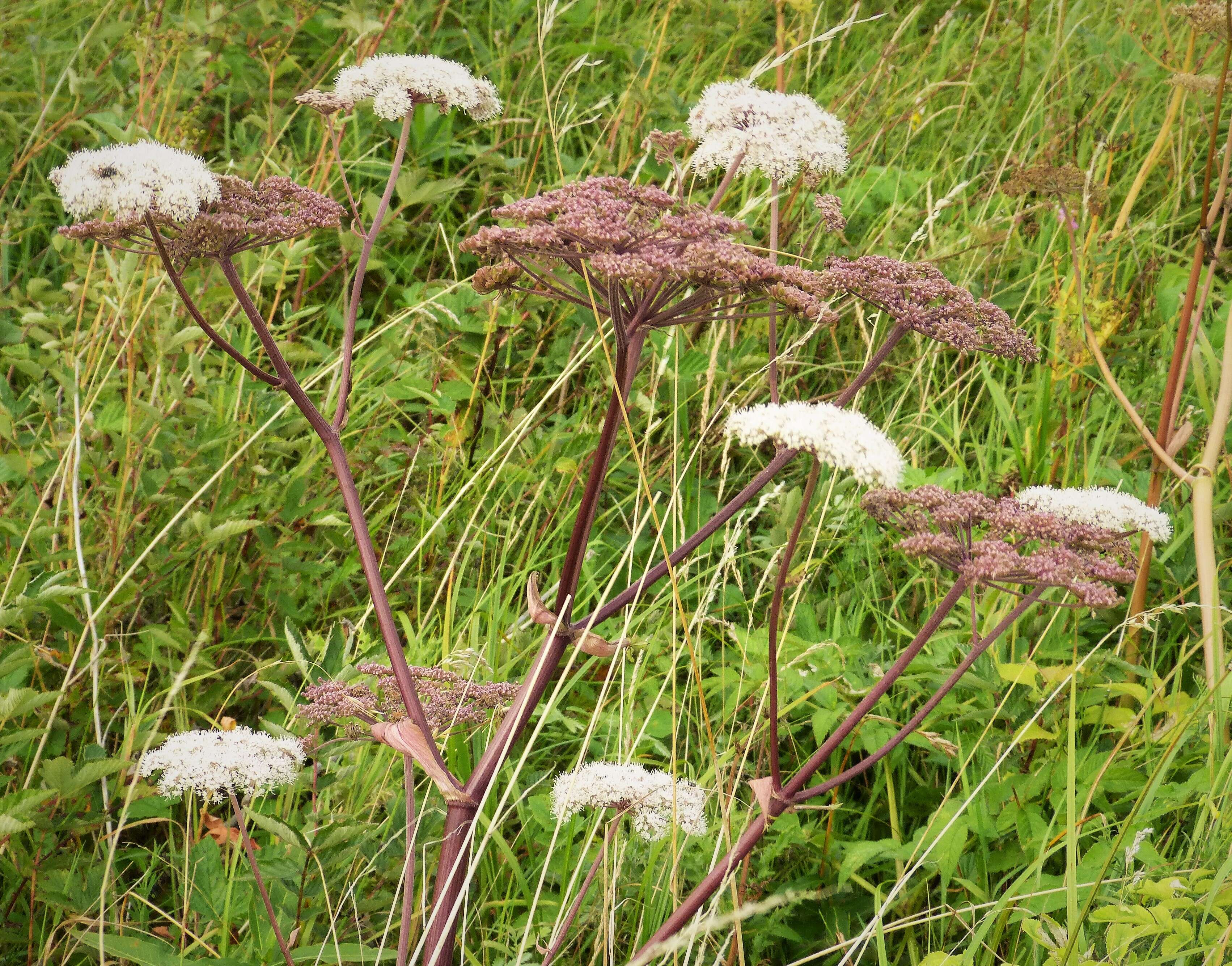 Imagem de Angelica sylvestris L.