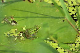 Image of Green Frogs; Water Frogs