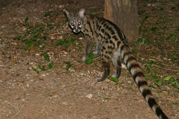 Image of Blotched Genet