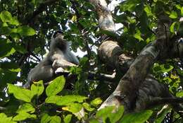 Image of Gray (=entellus) langur