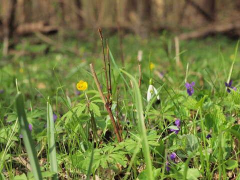 Image of Snowdrop