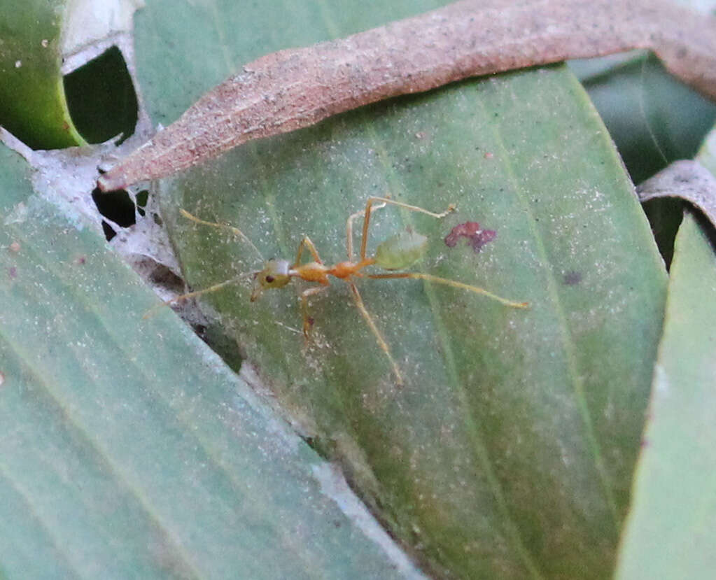 Image of weaver ant