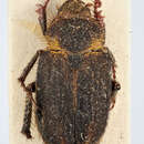 Image of Ectinohoplia balthasari Tesar 1963