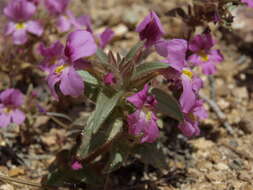 Image of eggleaf monkeyflower