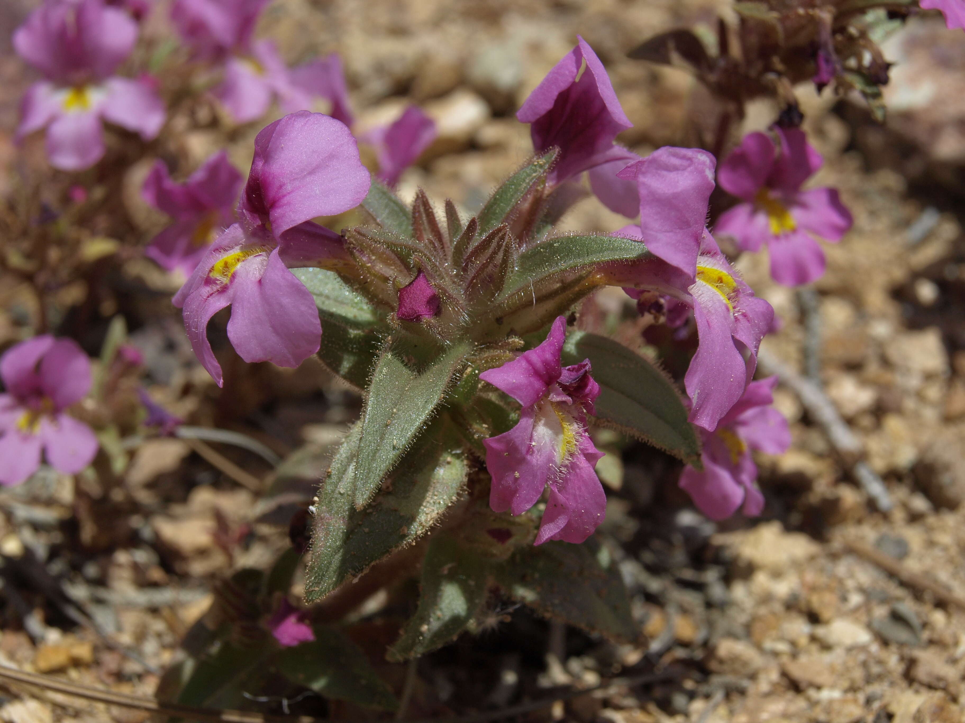 Plancia ëd Diplacus ovatus (A. Gray) G. L. Nesom