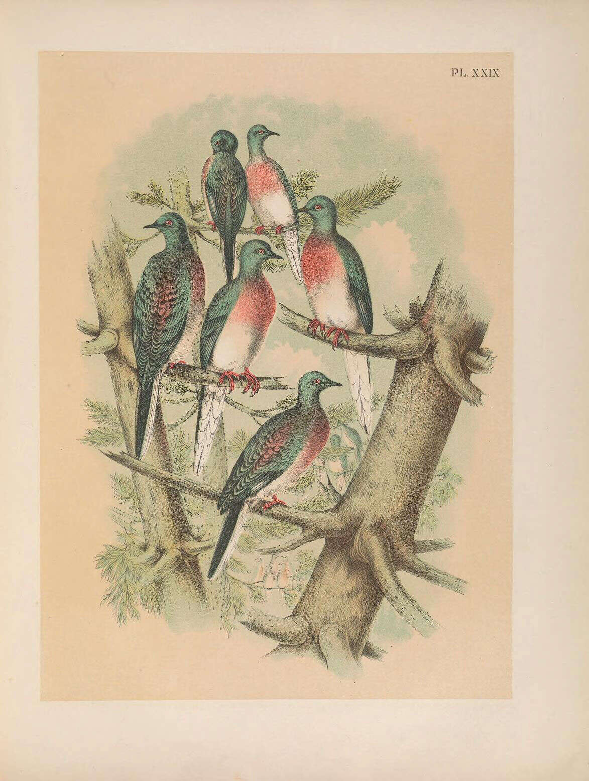 Слика од Ectopistes Swainson 1827