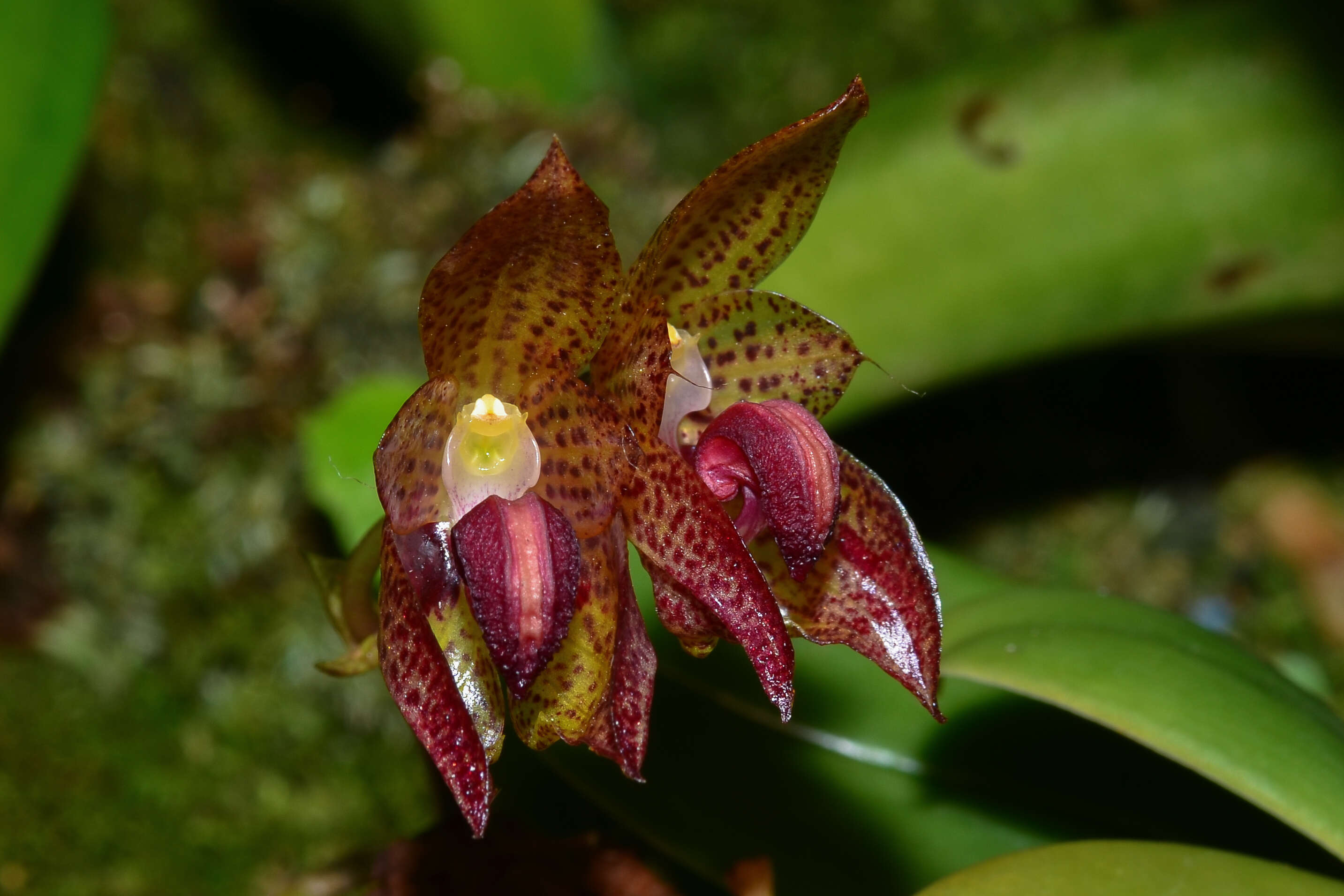 Image of Bulbophyllum subumbellatum Ridl.