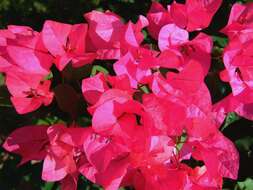 Image of bougainvillea