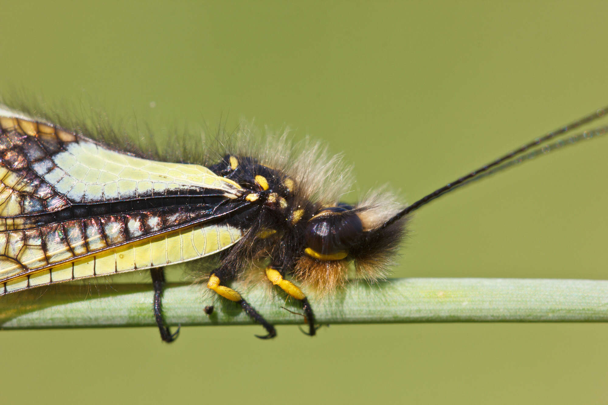 Image of Owly sulphur