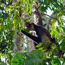 Image of Mexican spider monkey