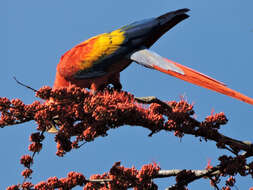 Image of Scarlet Macaw