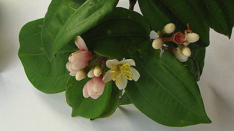 Image of Miconia jucunda (DC.) Triana