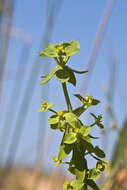 Image of Euphorbia pithyusa L.