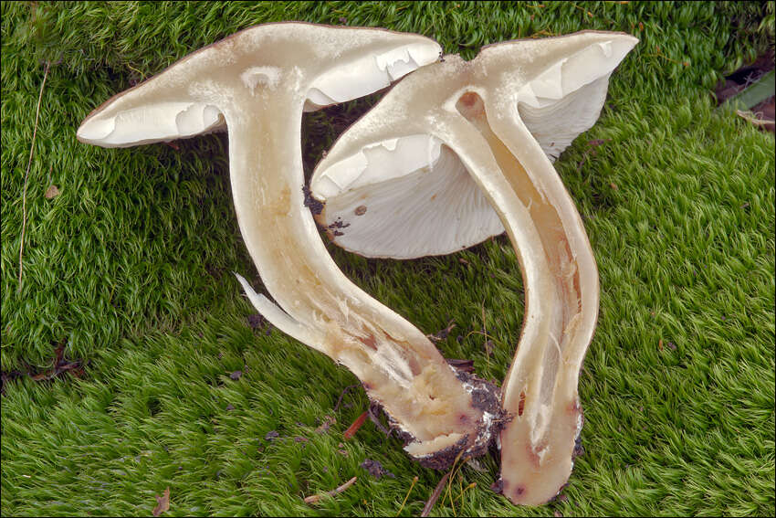 Image de Tricholoma