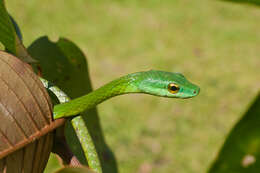 Image of Irregular Green Snake