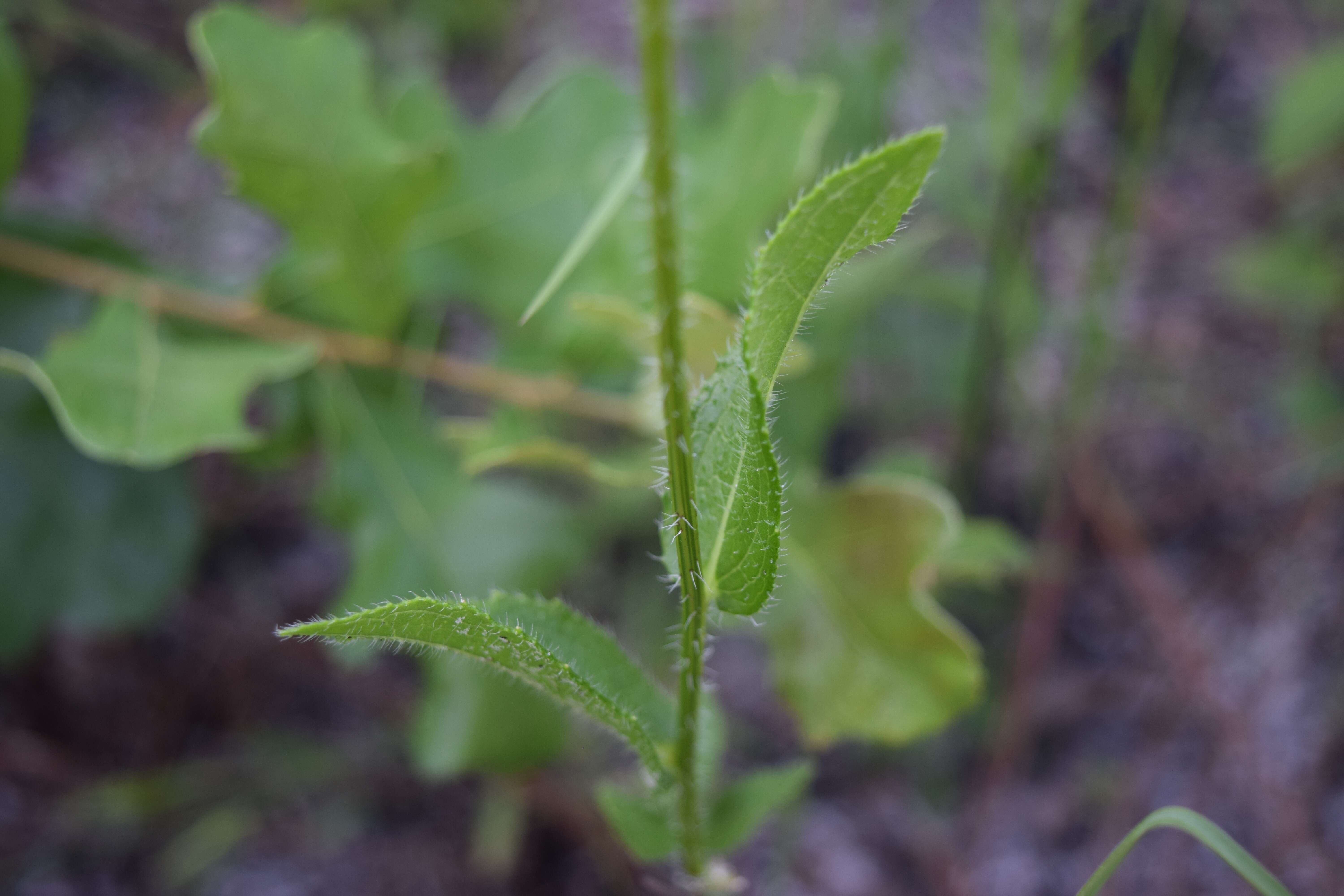 Image of blackeyed Susan